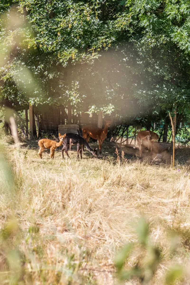 Gli alpaca al pascolo all'ombra degli alberi, tra l'erba alta del prato
