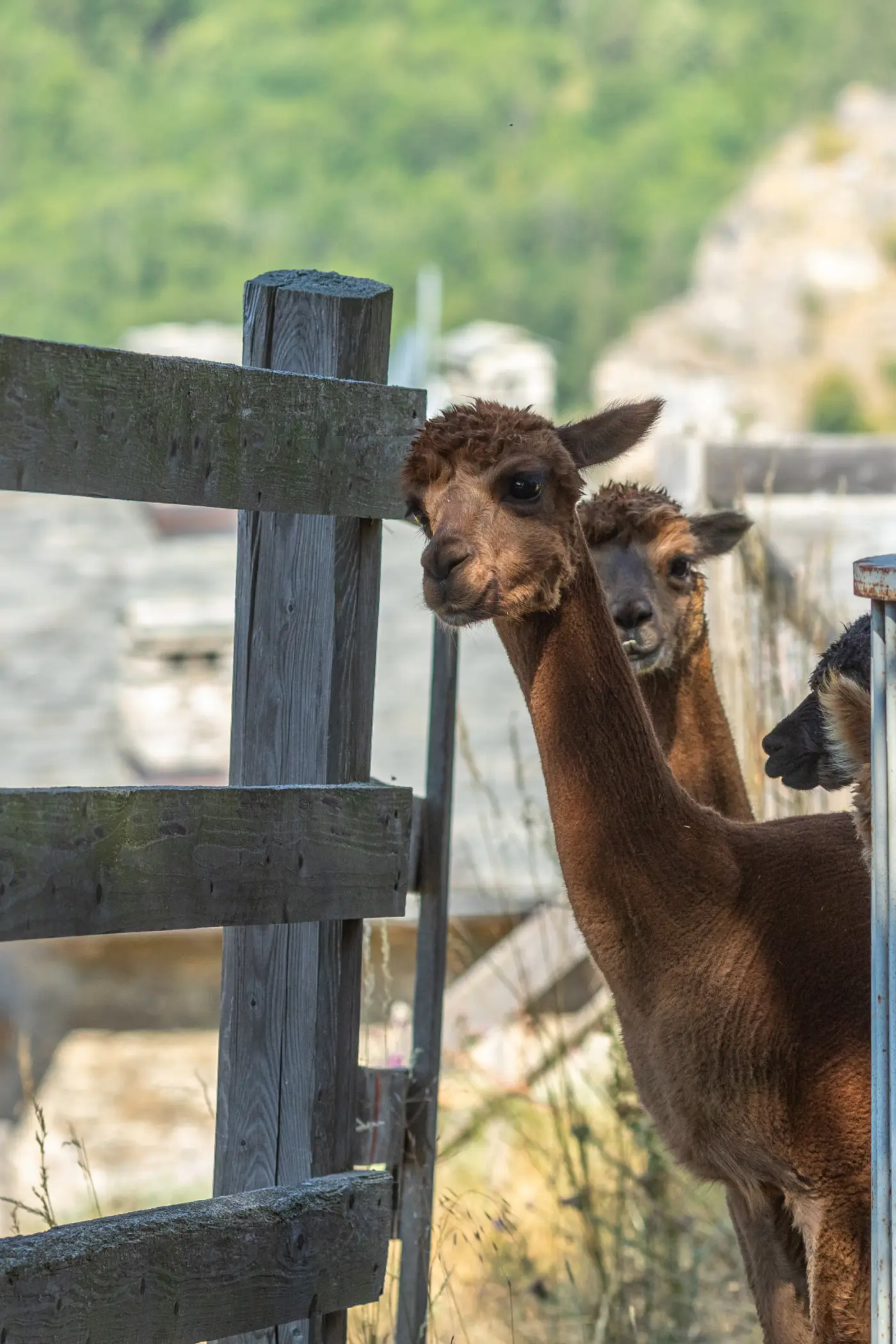 Alpaca curiosi affacciati alla staccionata di legno della fattoria