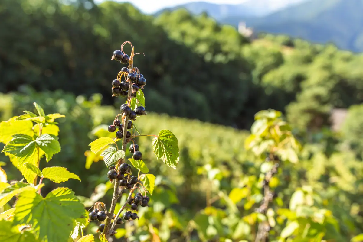 Un ramo di ribes nero maturo nel campo coltivato in biologico