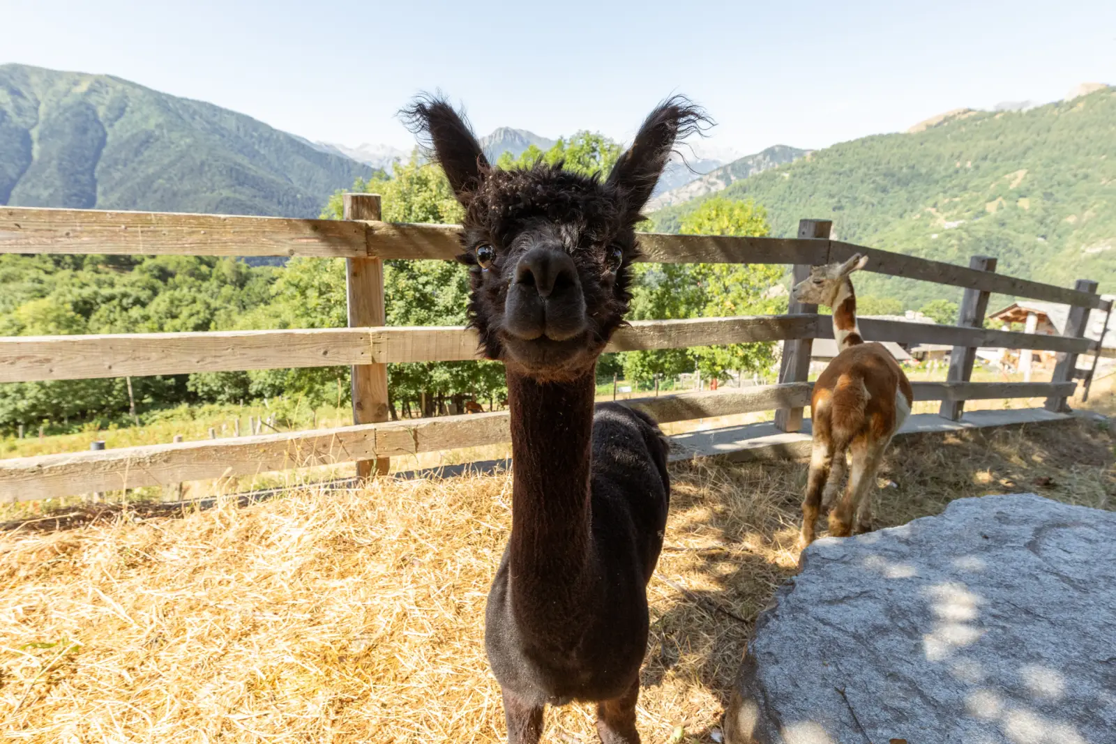 Un alpaca nero guarda in macchina dal recinto della fattoria, con le montagne sullo sfondo